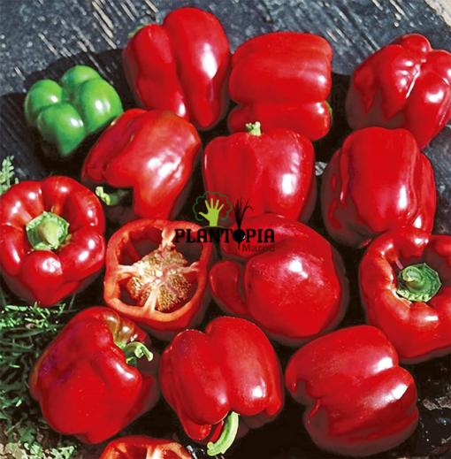 Maor Pepper seeds in Morocoo - Plantopia Maroc - graines poivron Maor variete ancienne