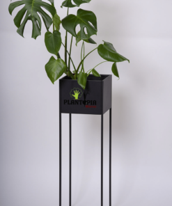 Monstera Deliciosa Maroc - Pot Monstera Deliciosa Casa Rabat Tanger Agadir Marrakech Sale Fes