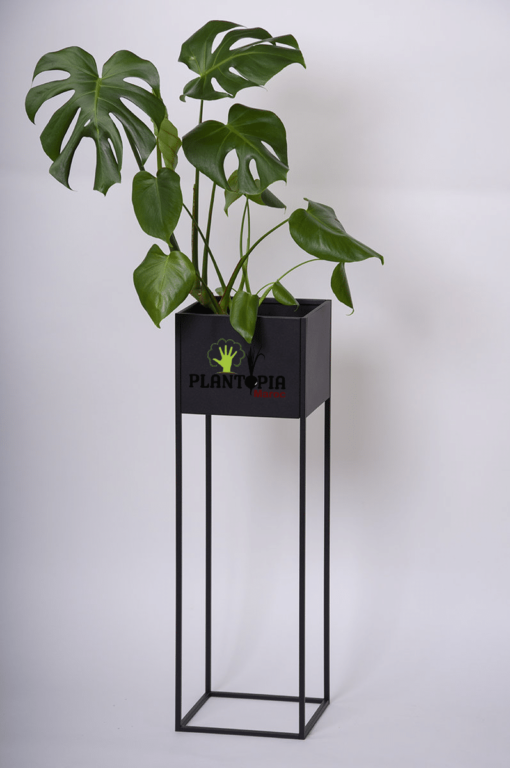 Monstera Deliciosa Maroc - Pot Monstera Deliciosa Casa Rabat Tanger Agadir Marrakech Sale Fes