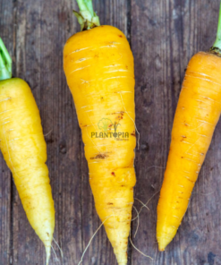 Yelow carrots seeds in morocco - بذور الجزر الاصفر في المغرب - Carottes jaunes casa Rabat Marakech Sale Tanger