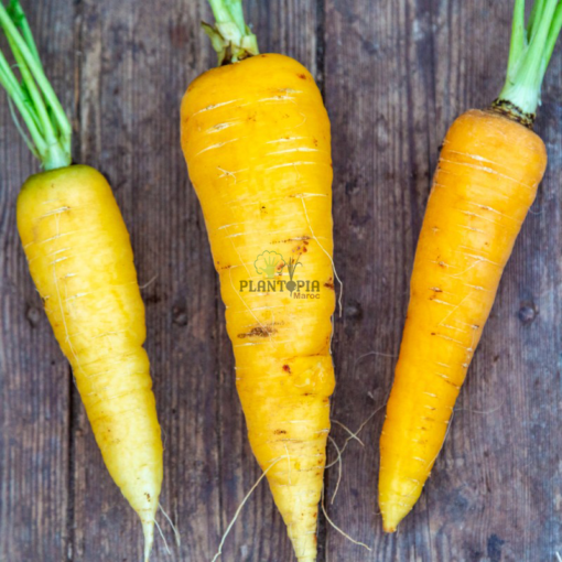 Yelow carrots seeds in morocco - بذور الجزر الاصفر في المغرب - Carottes jaunes casa Rabat Marakech Sale Tanger