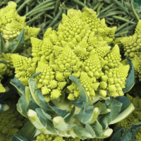 Sachet De 50 Graines De CHOU Romanesco Natalino - Variété Ancienne Précoce, Forme Pyramidale, Goût Fin - Pour Potager Et Jardinage