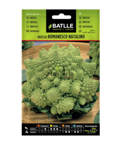 Graines et semences de chou Brocoli Romain Nataliano chez Plantopia Maroc