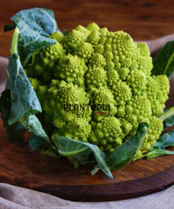 Romanesco Nataliano Brocoly seeds in Morocco - Graines potager Maroc