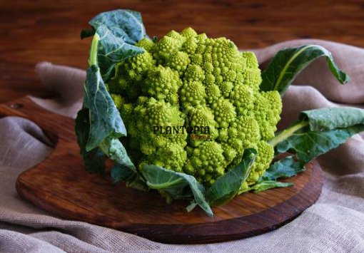 Romanesco Nataliano Brocoly seeds in Morocco - Graines potager Maroc