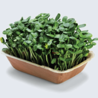 Sunflower mircrogreens in Morocco - Micro pousses de tournesol au Maroc - Graines et semences pour micropousses