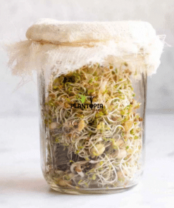 Bol culture micro pousses Plantopia Maroc - Graines semences de micropousses lentilles radis melange