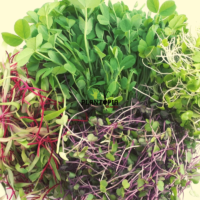 Melange graines et semences de micro pousses Casablanca Rabat Agadir Marrakech Tanger
