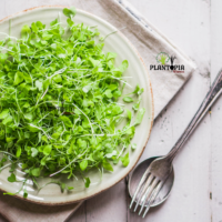 Recette micro pousses de cresson bio par Plantopia Maroc