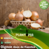 Sachet de graines oignon doux de Fuentes par Plantopia Maroc