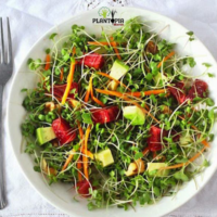 Salade micro pousses ble bio casa laayoune dakhla oujda tetouan nador laarache houceima taza