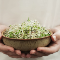 Semences Micro greens au Maroc - recette micro pousses plantopia Maroc