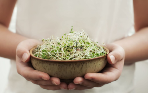 Semences Micro greens au Maroc - recette micro pousses plantopia Maroc