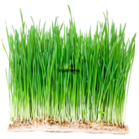 Wheat sprouts Morocco - Graines de blé bio Casablanca MArrakech Rabat Agadir Tanger Fes Meknes Sale