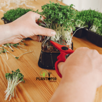 cultiver micro pousses à la maison - récolter les micro pousses Plantopia Maroc