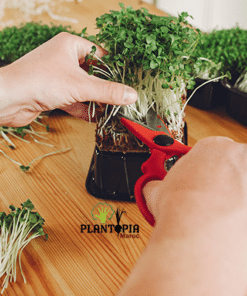 cultiver micro pousses à la maison - récolter les micro pousses Plantopia Maroc