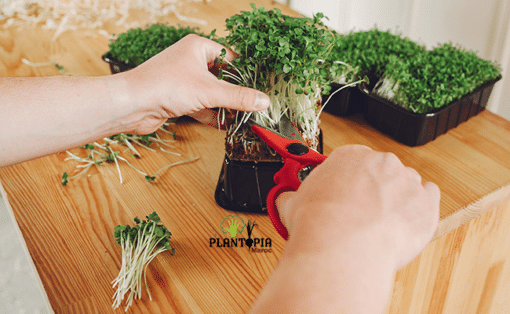 cultiver micro pousses à la maison - récolter les micro pousses Plantopia Maroc