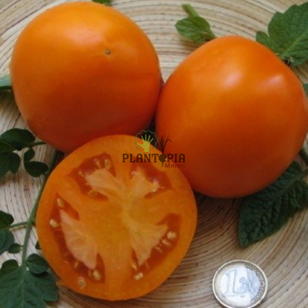 Graines De Tomate Orange Queen - 25 Graines à Semer, Gros Fruits Orangés, Parfumés, Pour Potager Ou Balcon
