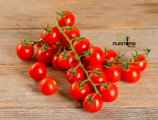 Cherry mini bell tomato seeds in Morocco