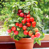 Culture de tomate cerise cherry mini bell au Maroc en pot