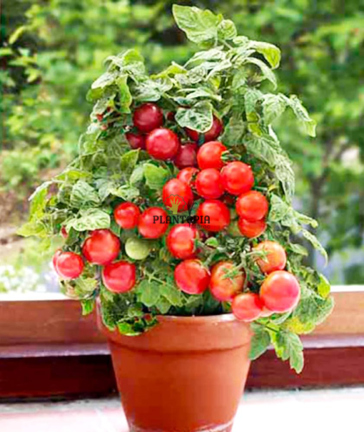 Culture de tomate cerise cherry mini bell au Maroc en pot