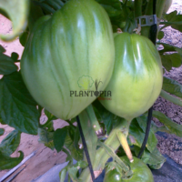 Culture tomate ancienne au Maroc - Tomate valencienne cutivé au Matoc par Plantopia MAroc - Vente de graines