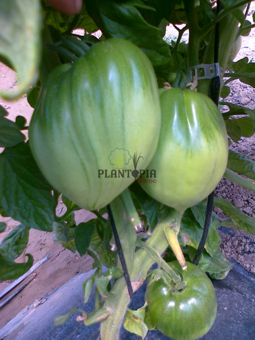 Culture tomate ancienne au Maroc - Tomate valencienne cutivé au Matoc par Plantopia MAroc - Vente de graines