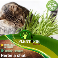 Graine semences herbe à chat cataire Maroc - Herbe à chat Plantopia Maroc