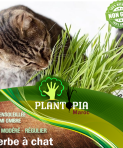 Graine semences herbe à chat cataire Maroc - Herbe à chat Plantopia Maroc