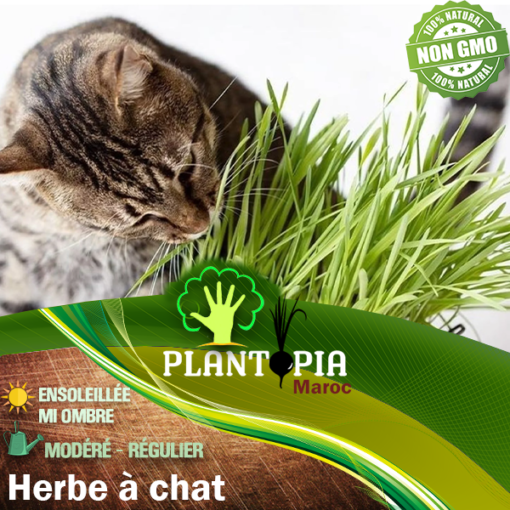 Graine semences herbe à chat cataire Maroc - Herbe à chat Plantopia Maroc