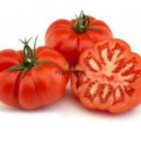 Graine set semences de tomates anciennes - Graines de tomate marmand VR au Maroc