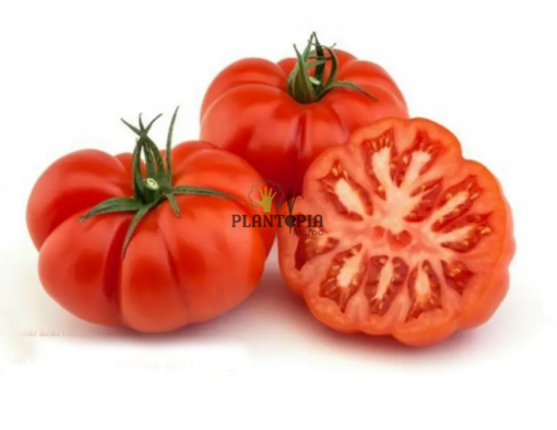 Graine set semences de tomates anciennes - Graines de tomate marmand VR au Maroc