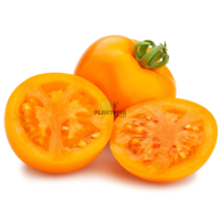 Graines de tomate variété Orange Queen - Tomates Plantopia Maroc