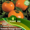 Graines et semences de tomate Orange Queen Plantopia Maroc - Orange queen tomato seed in Morocco