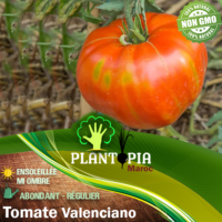 Graines et semences de tomate variété Valencienne Valenciano au Maroc - Tomates Plantopia Maroc