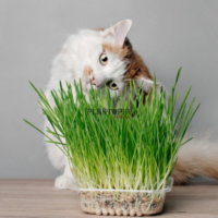 Graines herbe à chat Plante pour chatons par Plantopia Maroc