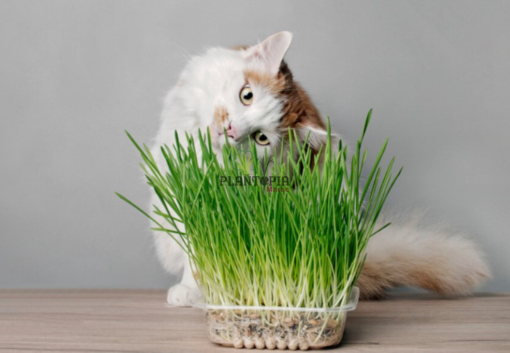 Graines herbe à chat Plante pour chatons par Plantopia Maroc