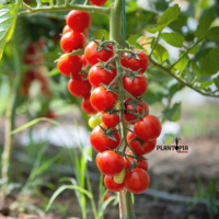 Graines reproductibles de tomates anciennes en vente au Maroc
