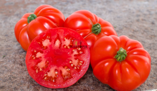 Graines & semences de tomate Marmande VR à Casablanca Marrakech Rabat Agadir Essaouira Sale Fes