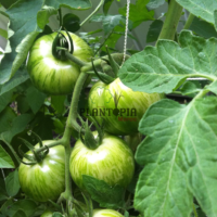 Graines & semences de tomate green zebra au Maroc - Graines de tomate tigre - Plantopia Maroc