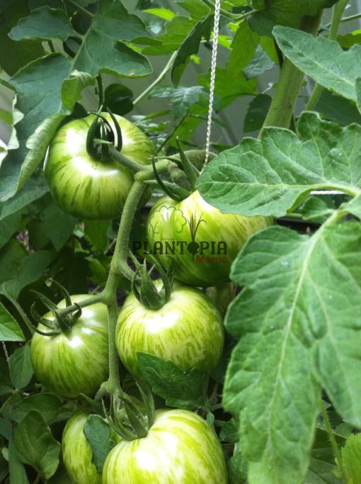 Graines & semences de tomate green zebra au Maroc - Graines de tomate tigre - Plantopia Maroc