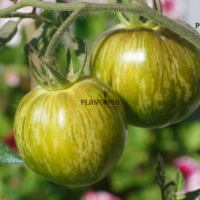 Green zebra tomato oseeds in Morocco - بذور طماطم خضراء النمر مخططة في المغرب