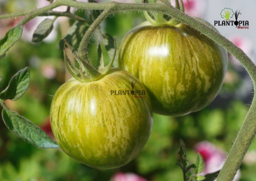Green zebra tomato oseeds in Morocco - بذور طماطم خضراء النمر مخططة في المغرب