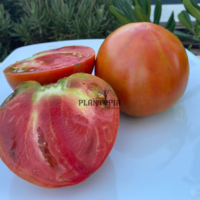 Heirloom tomato seeds in Morocco - Heirloom Vaenciano tomato seeds by Plantopia Maroc nursery