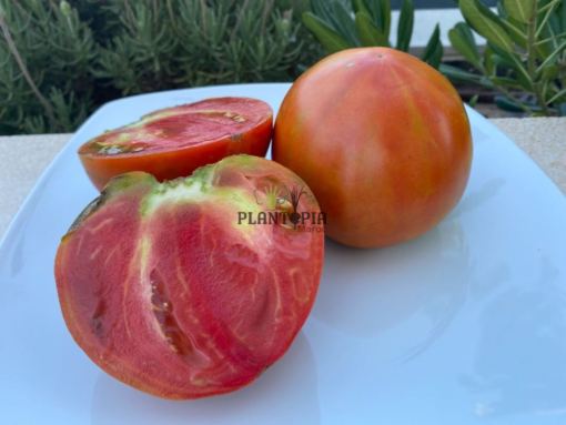 Heirloom tomato seeds in Morocco - Heirloom Vaenciano tomato seeds by Plantopia Maroc nursery