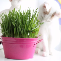 Herbe à chat en pot vente à Casablanca Marrakech Rabat Sale Fes Tanger Agadir Settat Bouznika