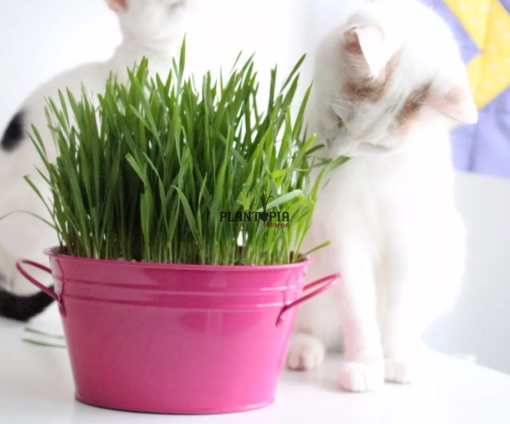 Herbe à chat en pot vente à Casablanca Marrakech Rabat Sale Fes Tanger Agadir Settat Bouznika
