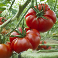 Marmande VR tomato seeds in Morocco - Best tomato seed producer in Morocco