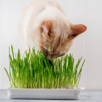 Sachet de graines cataire herbe à chat pour digestion et eupohorie des chats - plantopia Maroc