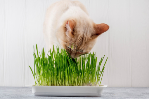 Sachet de graines cataire herbe à chat pour digestion et eupohorie des chats - plantopia Maroc